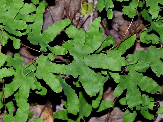 {Lygodium palmatum}